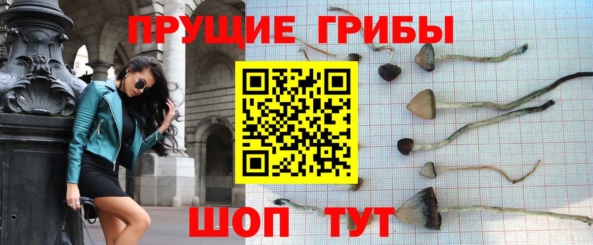 Малгобек  Псилоцибиновые грибы мицелий  Вход с VPN  Псилоцибиновые грибы Psilocybine cubensis 